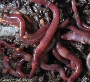RED WORMS 500 COMPOSTING CASTINGS FISHING REDWORMS BREEDERS RECYCLING