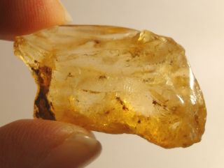 IDD Fossils 100g Rough Madagascan Copal Amber Insects