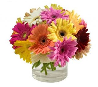20 Short Gerbera Daisies with Cylinder Vase byProFlowers —