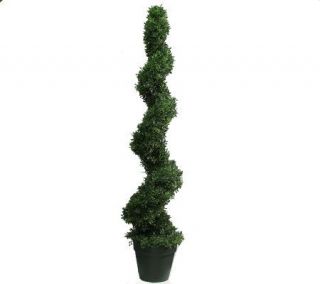 Spiral Boxwood Topiaries by Valerie —
