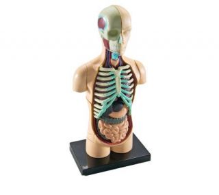 Human Body Anatomy Model by Learning Resources —