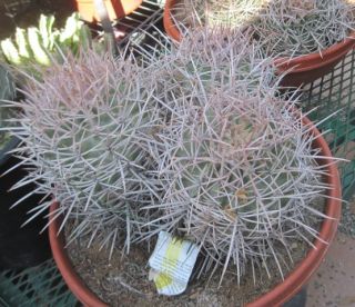 Echinocactus Polycephalus Mojave Cotton Top Cactus 56