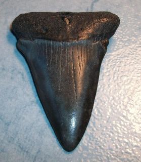 Mako Megalodon Fossil Shark Tooth Teeth 2 1 2 Inch