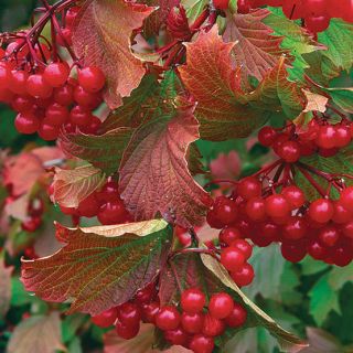 American Highbush Cranberry Viburnum Trilobum Shrub Seeds