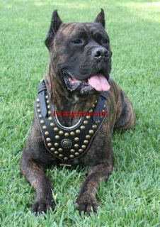 New Royal Studded Leather Dog Harness H11 Cane Corso