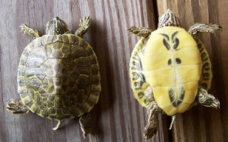 Hieroglyphic Turtle Hatchling Taxidermy Mount Cooter