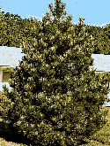  Pine Pinus Tree 3 Foot Fast Growing Privacy Shade Limited Deal