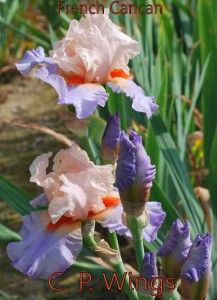 cpwings store french cancan 2002 tall bearded iris