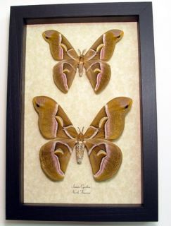Samia Cynthia Real Framed North American Silk Moth Pair 1035P