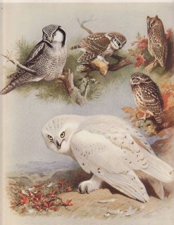 Owl Print Eurasian Owls Hawk Scops Little Snowy Tengmalms Plate 24