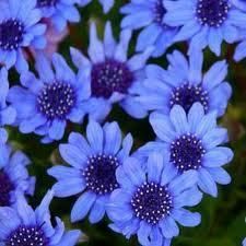  DAISY FLOWER SEEDS   25 FRESH SEEDS    FELICIA BLUE DAISY