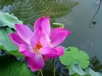 BABY BLUE Nymphaea LOTUS Water Lily ~ 10 seeds~Azure Water Feature Gem