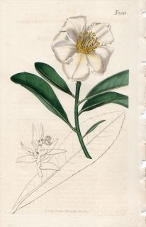 CURTIS BOTANICAL 1819 Vol 46 H/C Camellia 2047