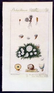 1749 de Buffon Antique Print of Fungus Seed Pods