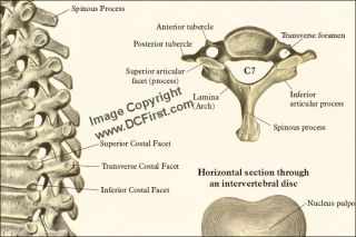 spinal anatomy poster laminated 17 x 22