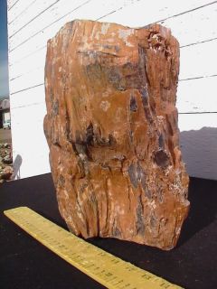 Petrified Wood Landscape Rock Decorative 633 29 Lbs