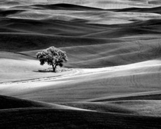 Lone Tree Black White Dennis Frates Framed Picture