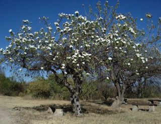 Ipomoea Arborescens Tree Morning Glory Unusual and RARE Flowering Tree