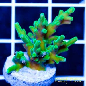 Reef Pets* Ultra Deepwater Speciosa Acropora Acro SPS *Live Reef
