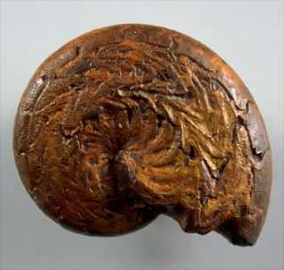 Devon Discoclymenia cucullata Alt   Ammonit Mrakib Marokko 833
