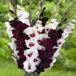 10 Burgandy White Gladiolus Bulbs Hummingbird Flowers