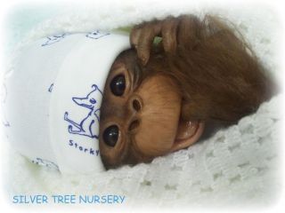 Reborn Binki Orangutan Monkey Kit Denise Pratt 3045