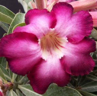  CV Siam Violet Desert Rose Bonsai Cactus caudex Seed 15 Seeds M