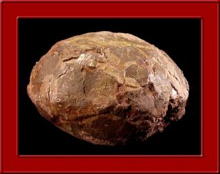  Authentic Prehistoric Hadrosaur Geniune Dinosaur Fossil Egg M