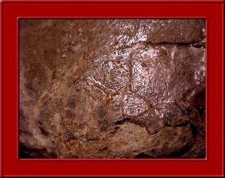  Authentic Prehistoric Hadrosaur Geniune Dinosaur Fossil Egg 1 N