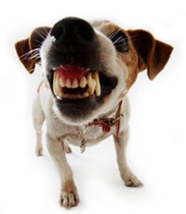 Muzzle Mace Dog Animal Repellent Pepper Spray Canine K9