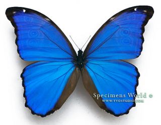 Morpho menelaus didius unm butterfly Peru 004
