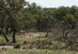 Black Buck Doe Hunt in Texas Hill Country