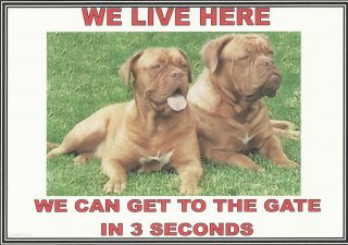 New LM TD We Live Here Get to Gate 2 Dogue de Bordeaux