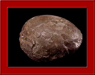  Authentic Prehistoric Hadrosaur Geniune Dinosaur Fossil Egg 1 N