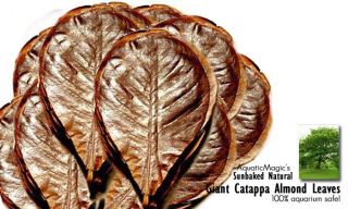  Catappa Ketapang Indian Almond Leaf Fish Tank Betta Discus