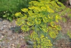 Dill Bouquet Herb Seeds Over 1 000 Seeds Heirloom Same Day Shipping