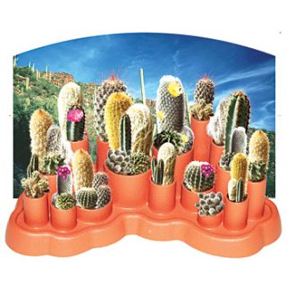 NEW DuneCraft Cactus Garden Indoor Desert Tiered Planter Kit