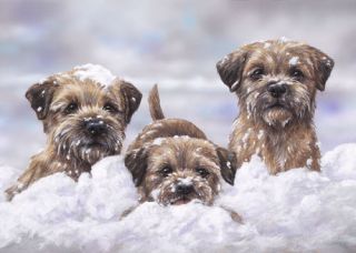 Border Terrier Fine Art Edition Print by Paul Doyle