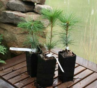 Three White Pine Trees Bonsai Starters