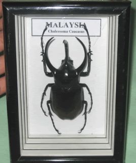 125 mm. Chalcosoma Caucasus Taxidermy In Wood Box