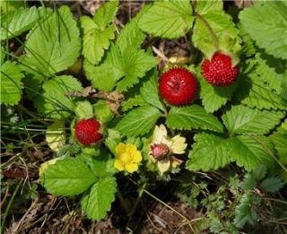 Indian Strawberry Duchesnea Indica 25 Plants Ground Cover Very Hardy