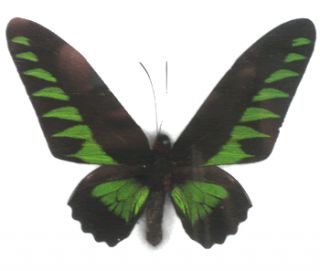 100mm Trogonoptera Brookiana Butterfly Taxidermy Frame