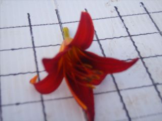   daylily day lily Red flowers Hemerocallis flower drought tolerant