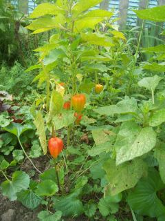  chinese lantern ornamental edible perennial comes back every year