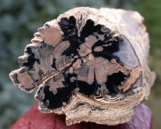 SIS Incredibly Preserved Eden Valley Wyoming Petrified Wood Log