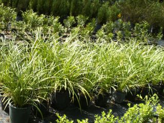 Evergreen Giant Liriope Ornamental Grass