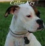 Collar Key for Plexidor Electronic Dog Door Units