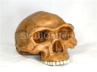 Homo Erectus Skull Cranium Fossil Model Replica $158