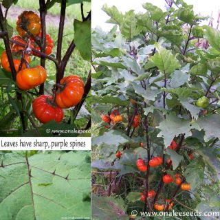 24 Wickedly Beautiful Ruffled Red Pumpkin Tree Seeds