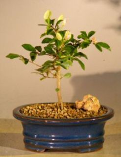  Lavender Star Flower Bonsai Tree Small 5 Years Old 9 Tall